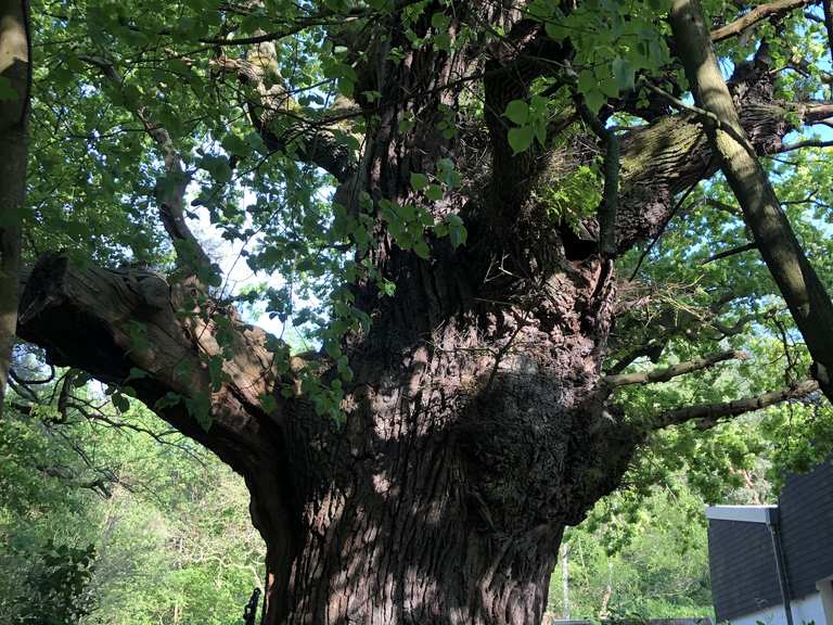 Ältester Baum des Bezirks Grunewald Berlin, Deutschland