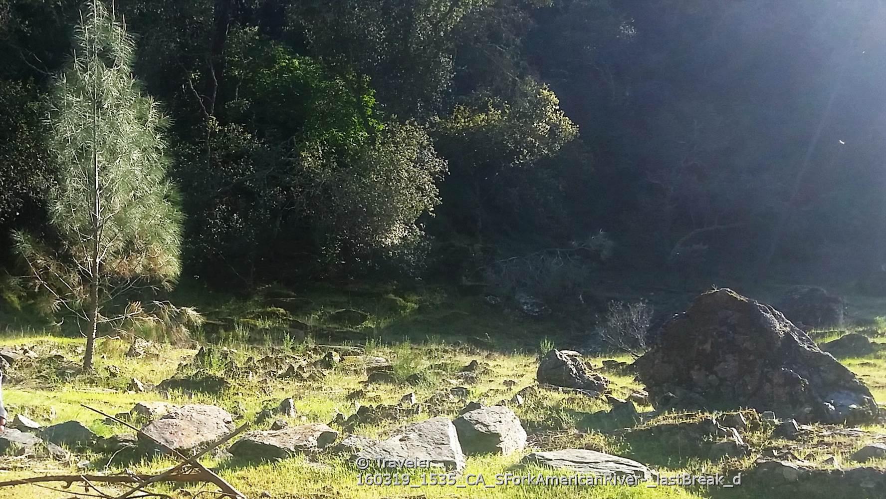 Sunlit grassy clearing with scattered rocks and dense forest in the background.