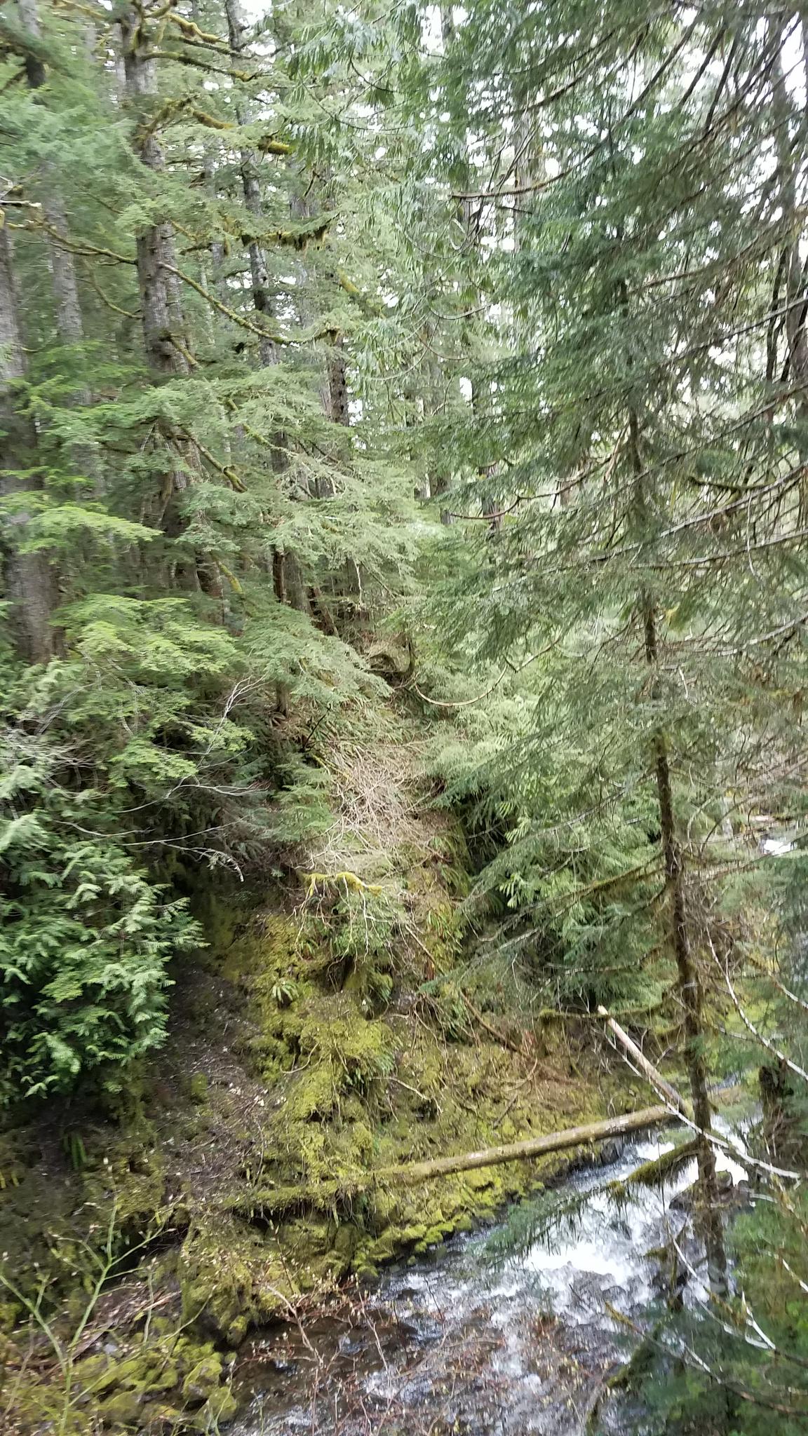 Steep, mossy forest slope beside a flowing stream with dense trees.
