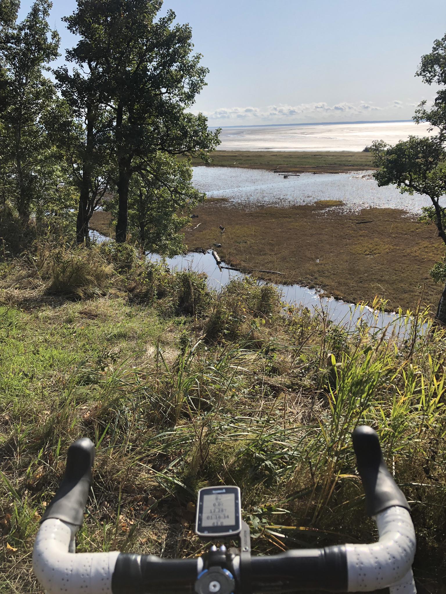 Cyclist's view of a sunny marsh and creek leading to open water.
