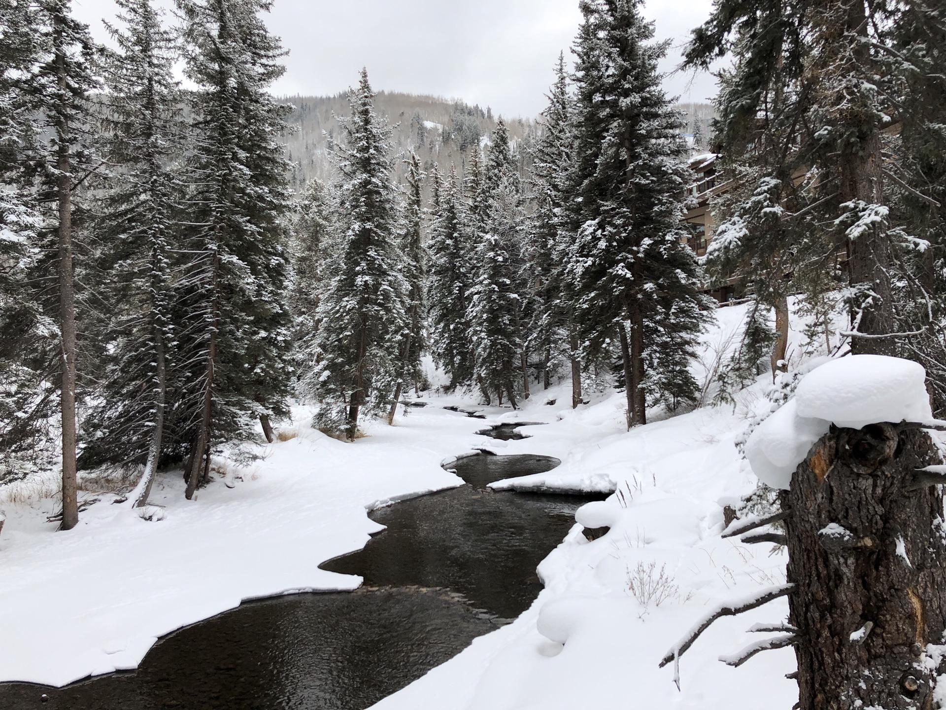 Dark river winding through a snow-covered evergreen forest on an overcast day.
