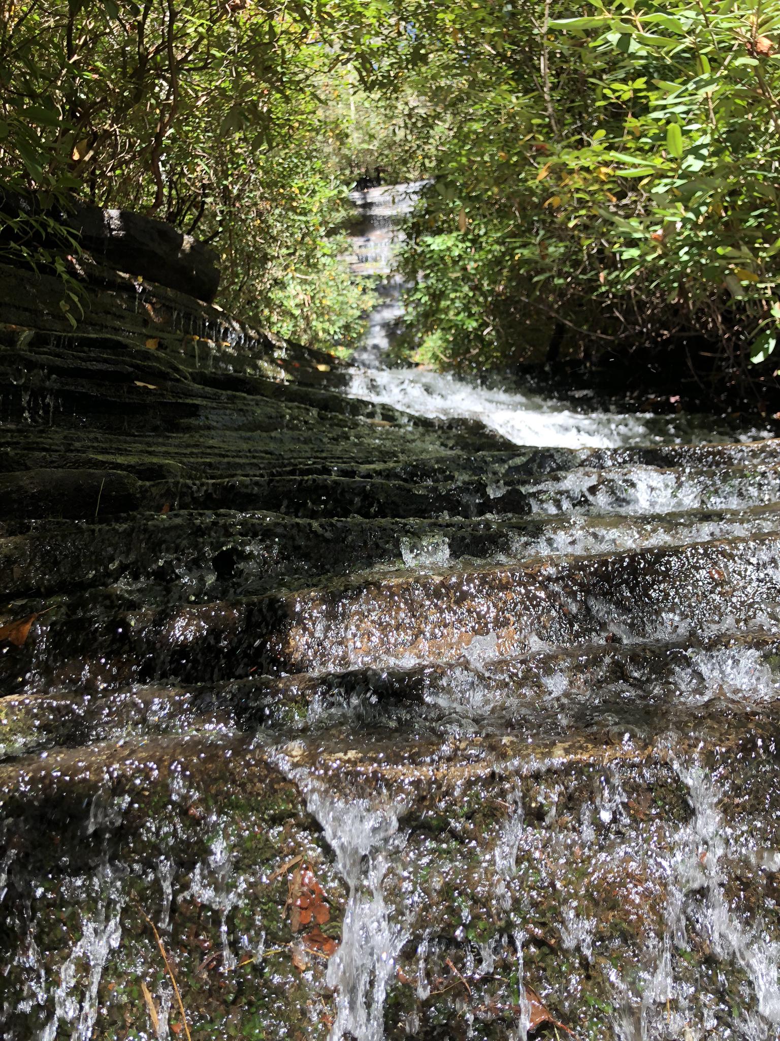 Sunlit water cascades down rocky steps through lush green forest.