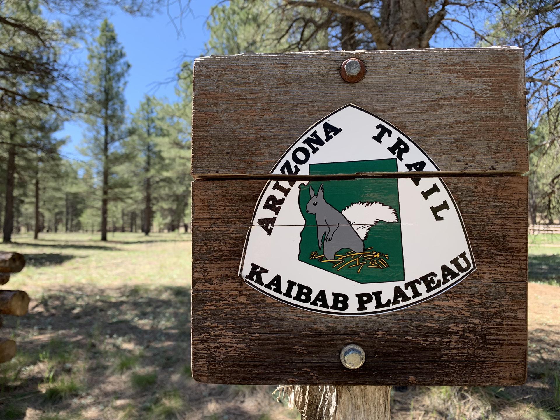 Wooden sign with a squirrel emblem in a sunny pine forest.