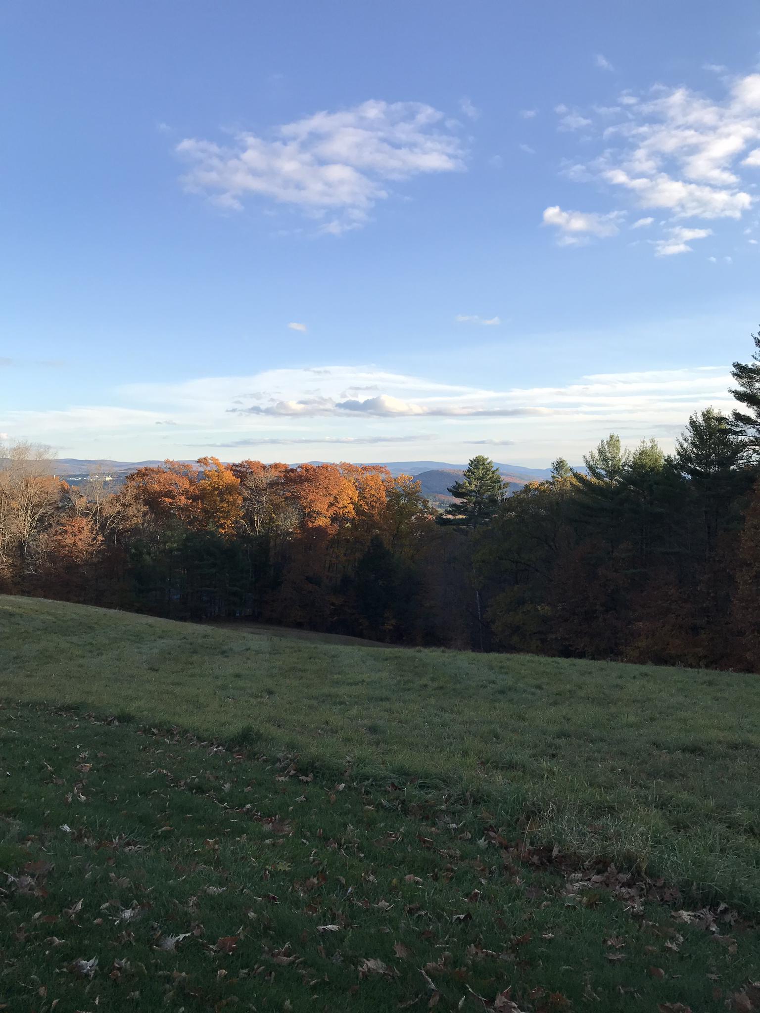 Grassy hillside overlooking a vibrant autumn forest under a bright blue sky.