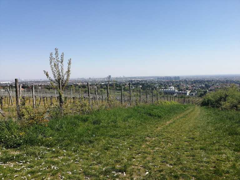 Breite Föhre Wiener Hütte Runde von Wien Geiselbergstraße