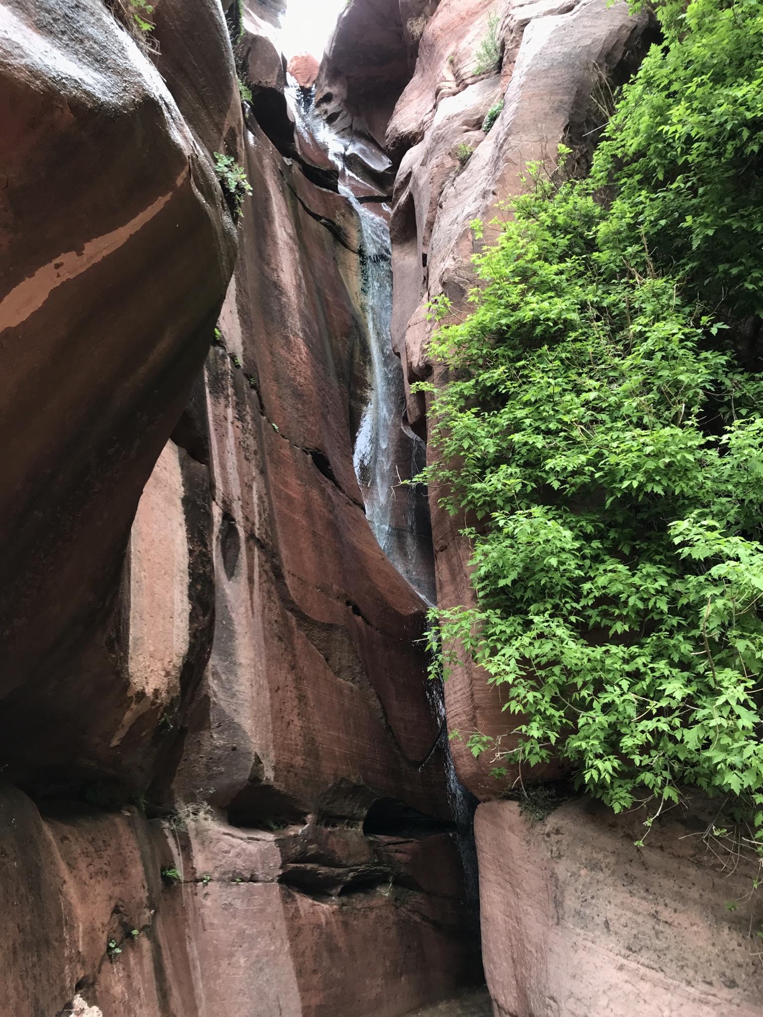 A narrow waterfall cascades down a dark, mossy slot canyon with green plants.