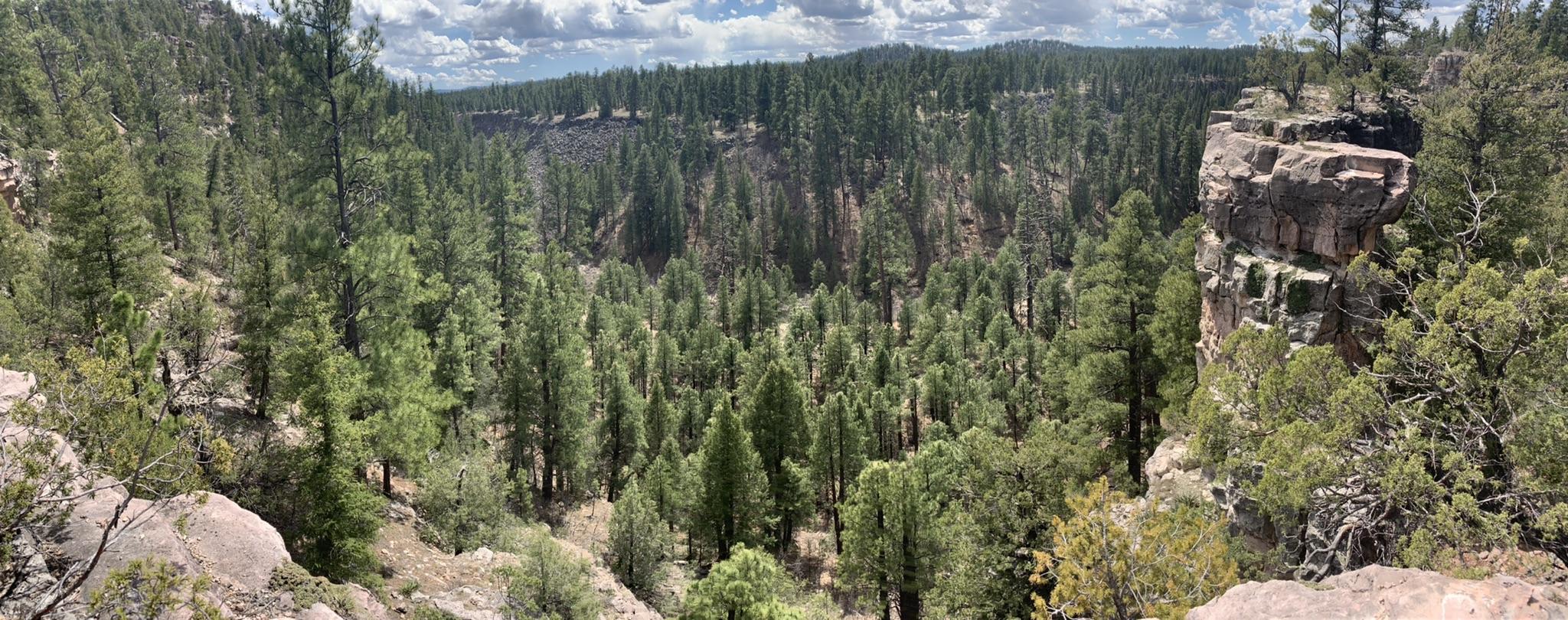 Panoramic view of a dense pine forest filling a valley with rocky cliffs.