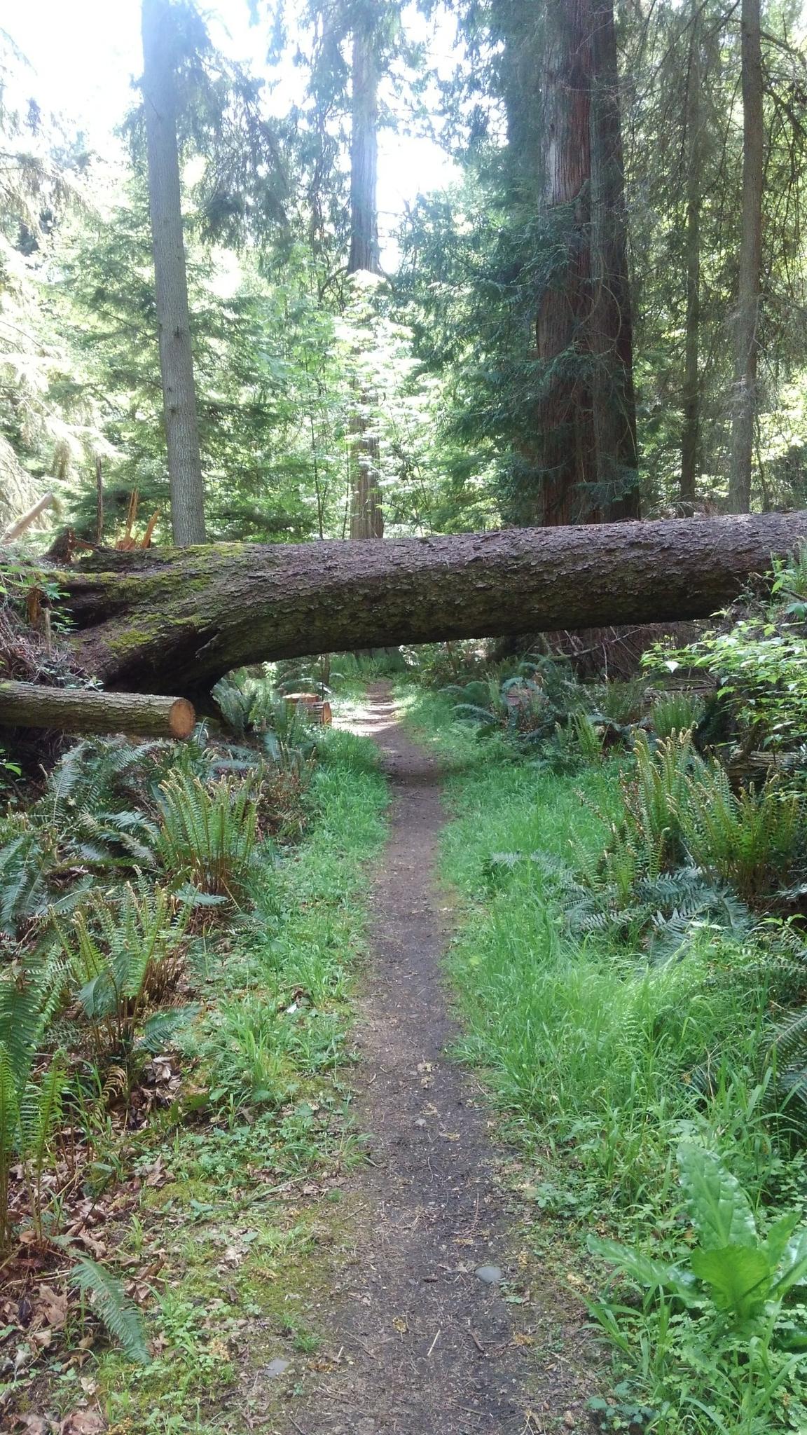 Forest trail with ferns, tall trees, and a large fallen log spanning the path.