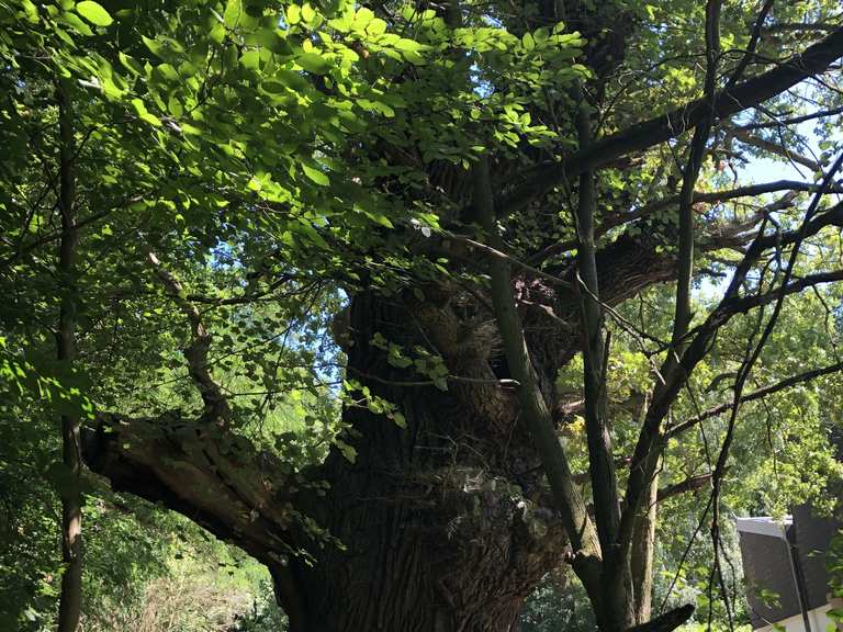 Ältester Baum des Bezirks Grunewald Berlin, Deutschland