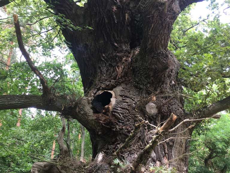 Ältester Baum des Bezirks Grunewald Berlin, Deutschland