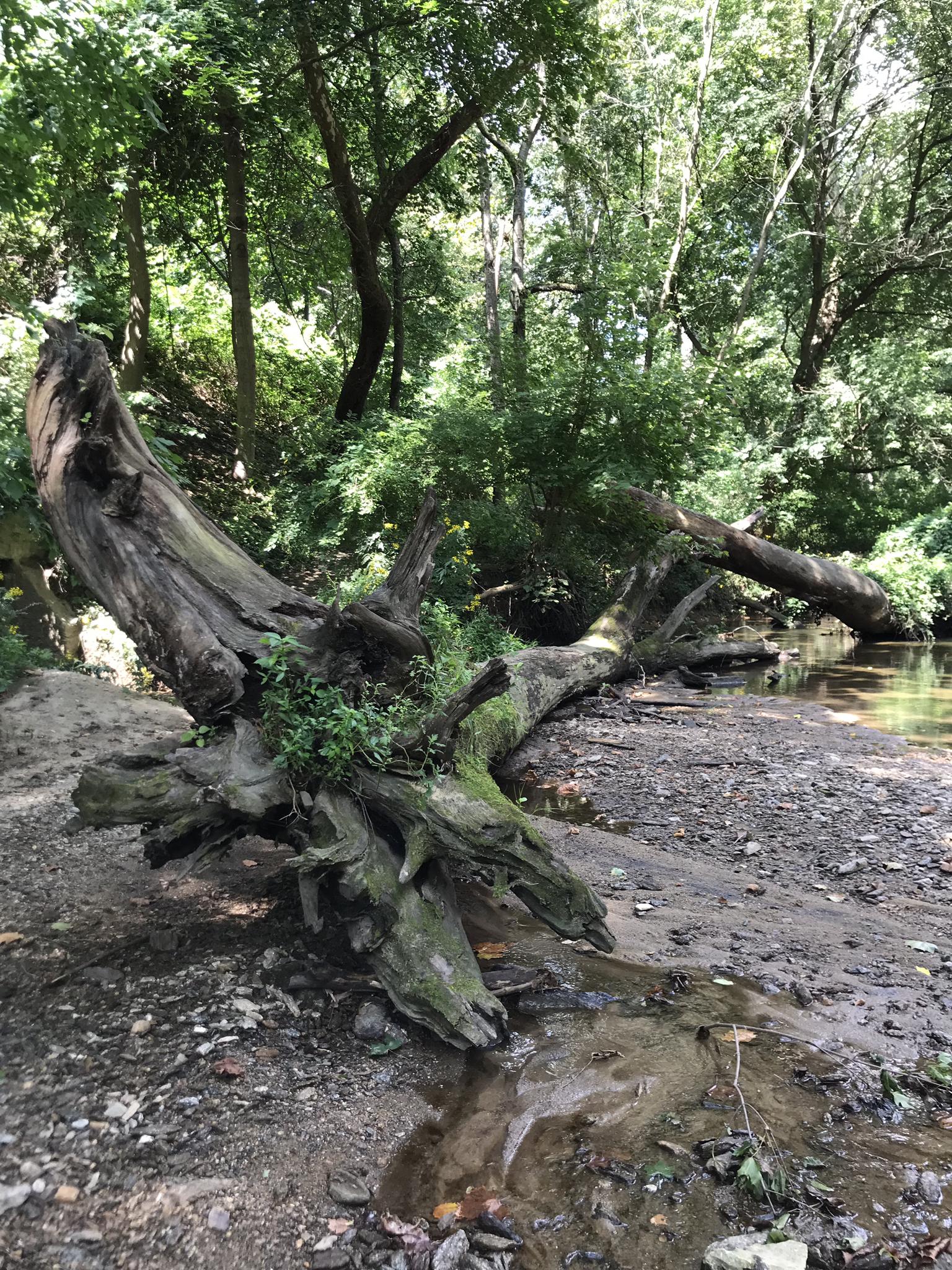 Large fallen tree trunk with roots by a shallow stream in a bright forest.