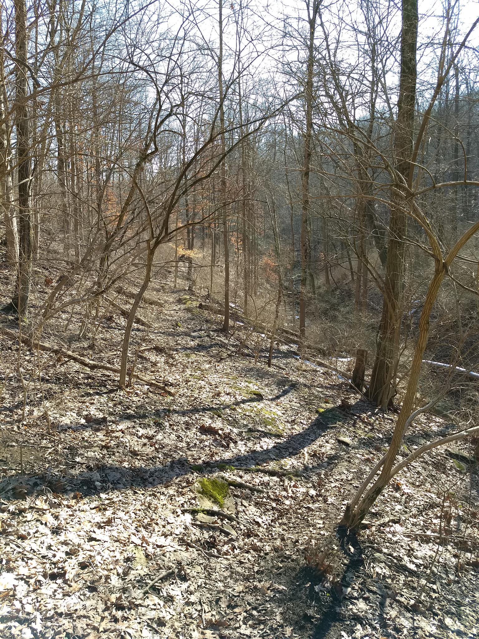 A sun-dappled forest floor covered in leaves, with bare trees.