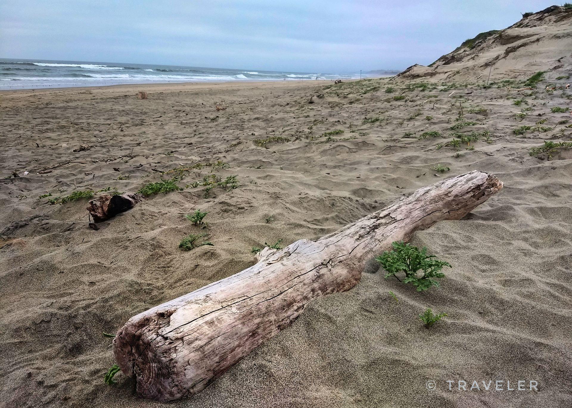 Large driftwood log rests on a sandy beach with ocean waves and dunes.