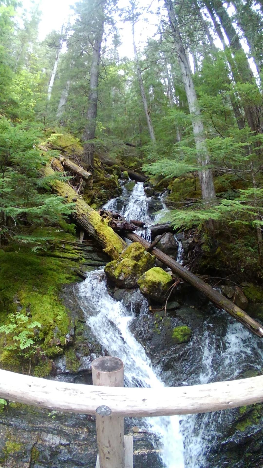 Waterfall cascades over mossy rocks and fallen logs in a dense forest.