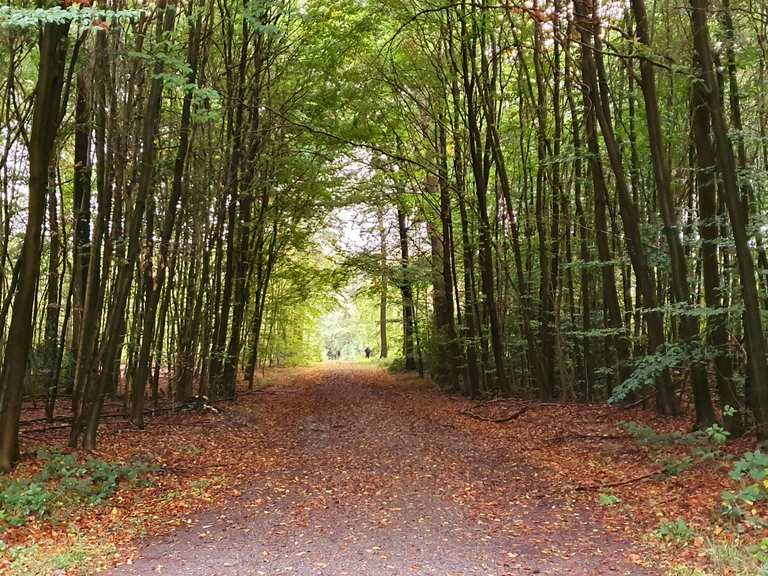 Niederkamper Wald an der Issumer Fleuth – Wanderungen & Anfahrt | Komoot