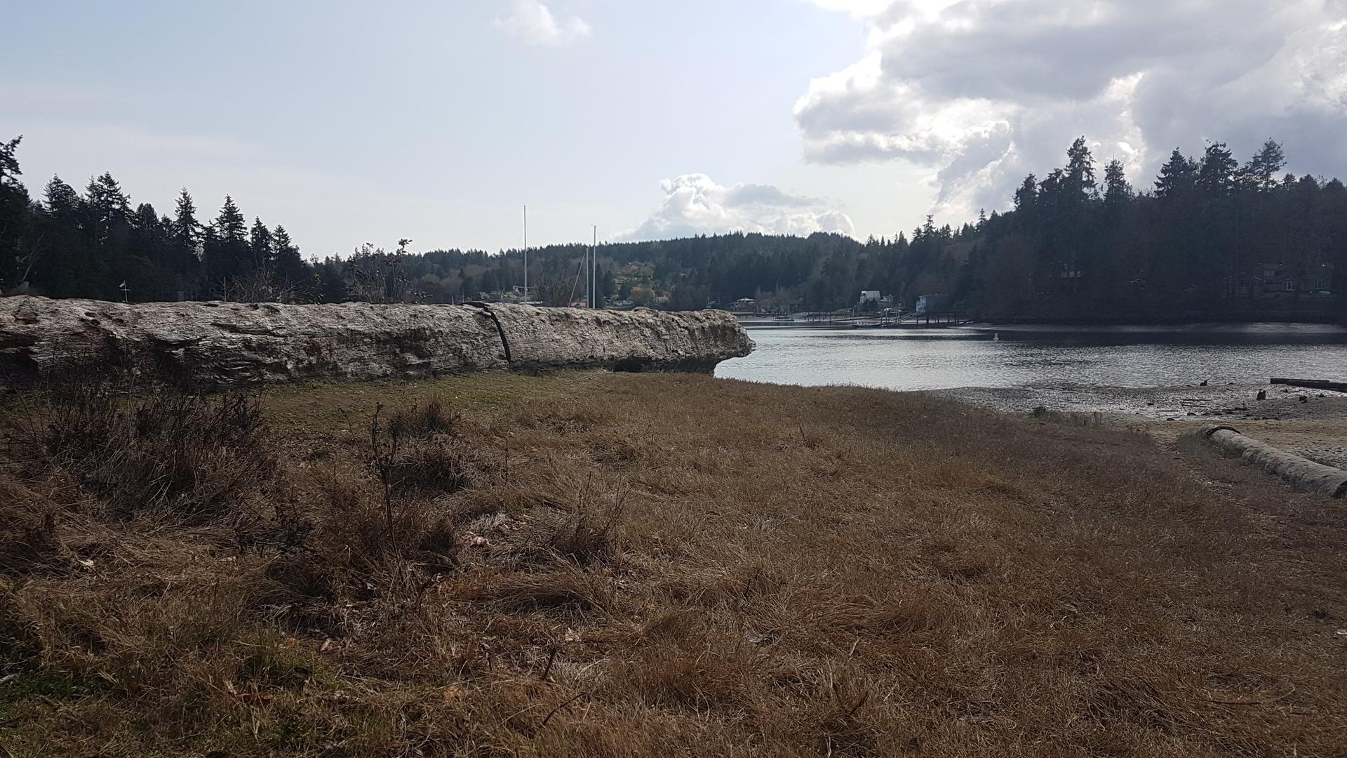 Grassy shore with a large log, calm water, and distant trees.