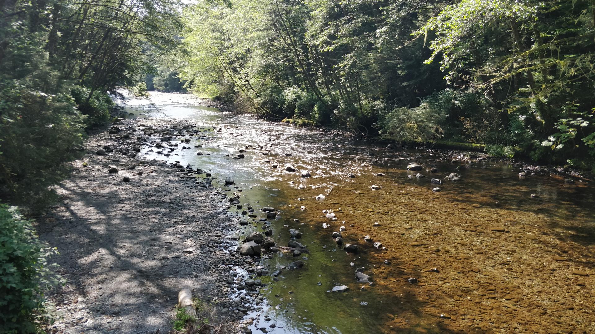 Shallow, rocky river flowing through a dense, sunlit forest.