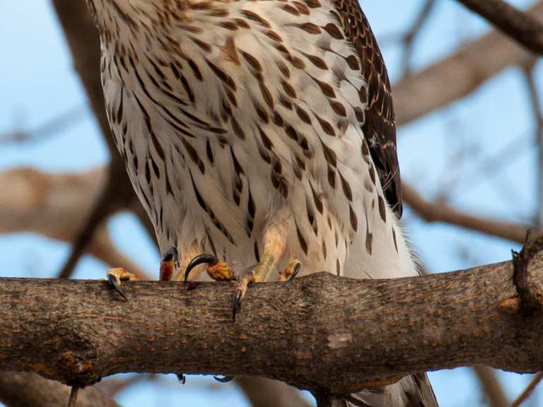 Kielder Water Birds of Prey Centre – One of the largest collections of birds  in the North of England