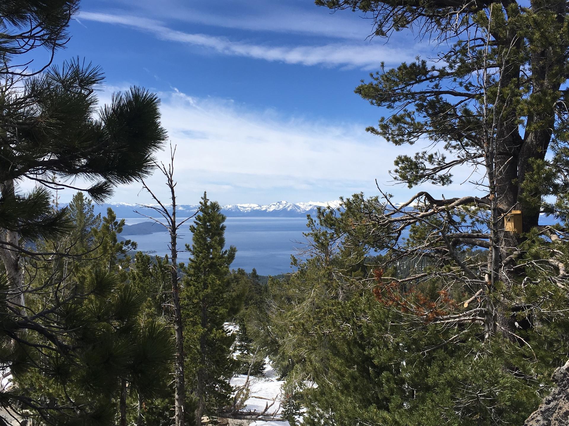 View of a large lake and snowy mountains through dense pine trees.