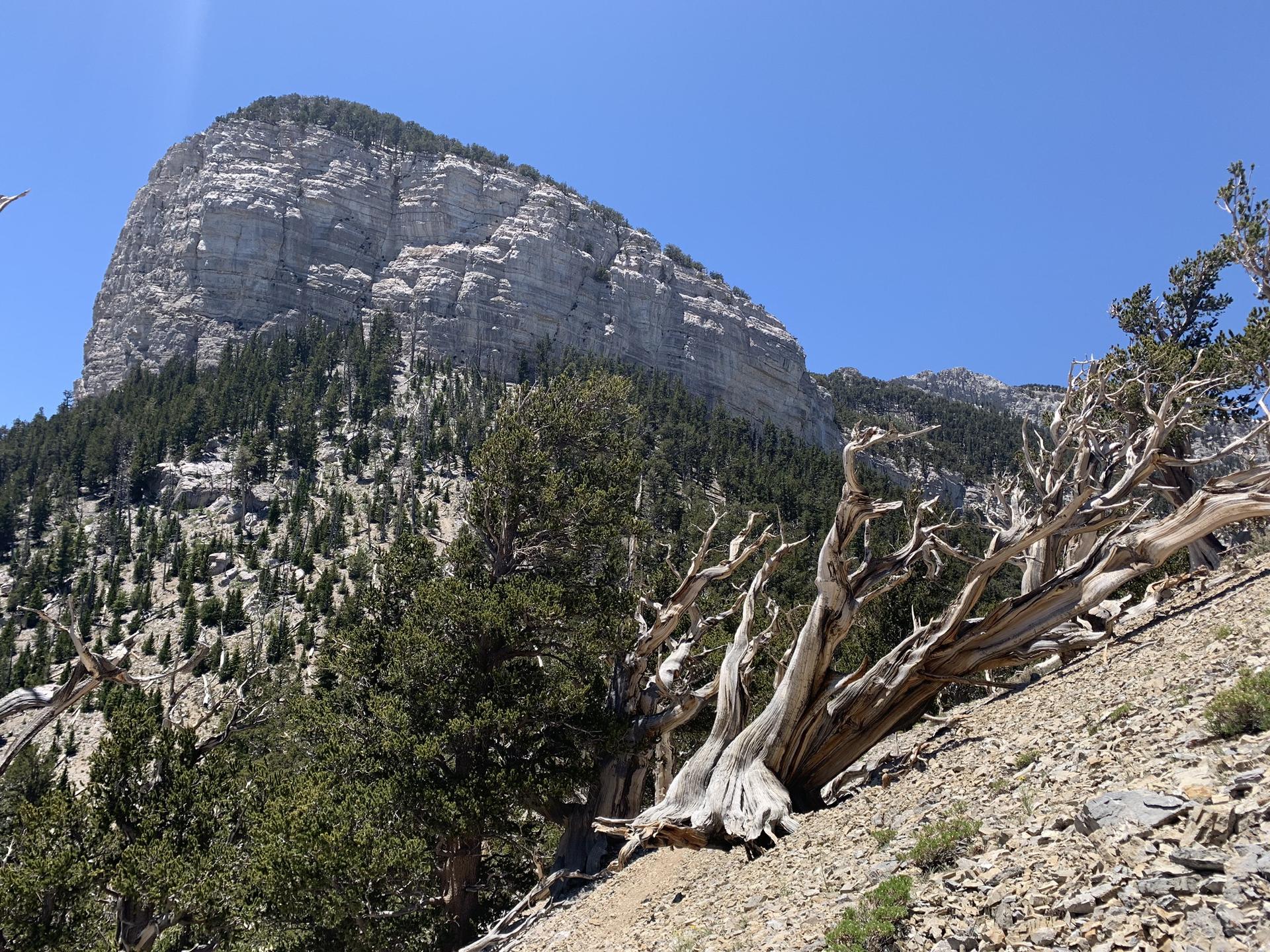 Large gnarled tree on a rocky slope with a massive cliff behind.