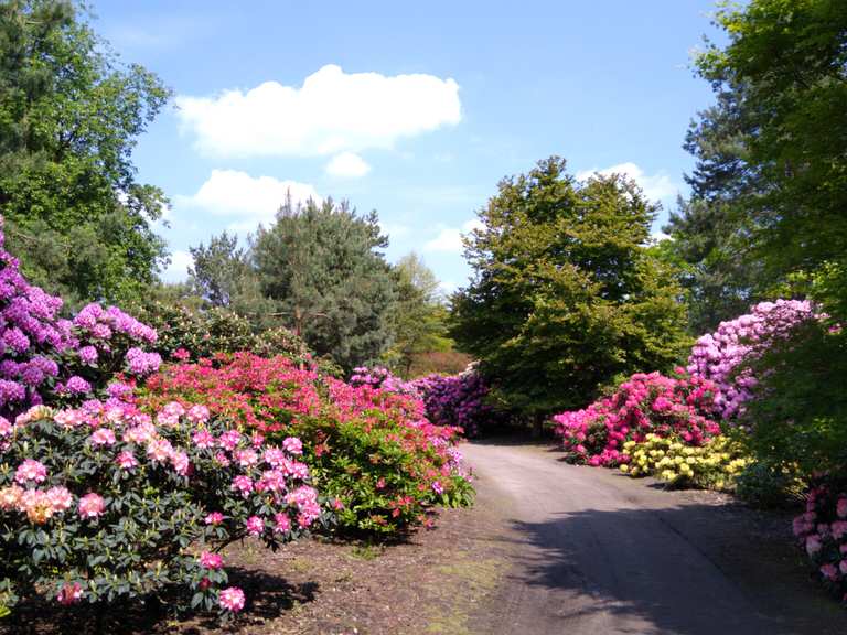 Rhododendron Park Gristede  Hiking & Cycling Routes | Komoot