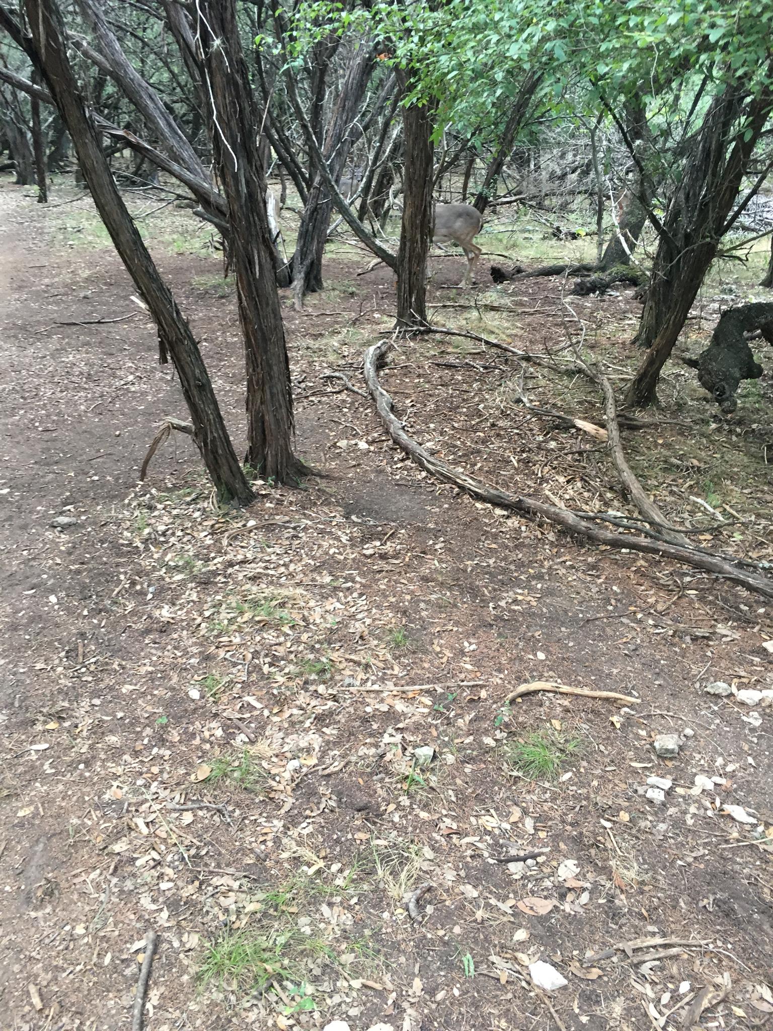 A deer stands partially hidden among dense trees on a forest floor.