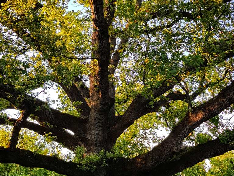 Old Tree (100+ year old Oak Tree) Mountain Bike Trails & Tracks Komoot