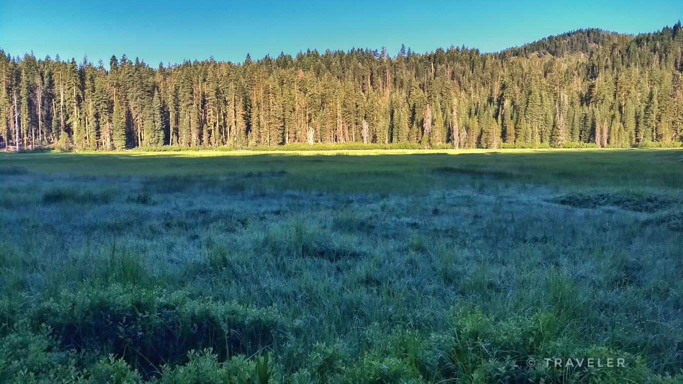 Vast green meadow bordered by a dense evergreen forest under a clear sky.