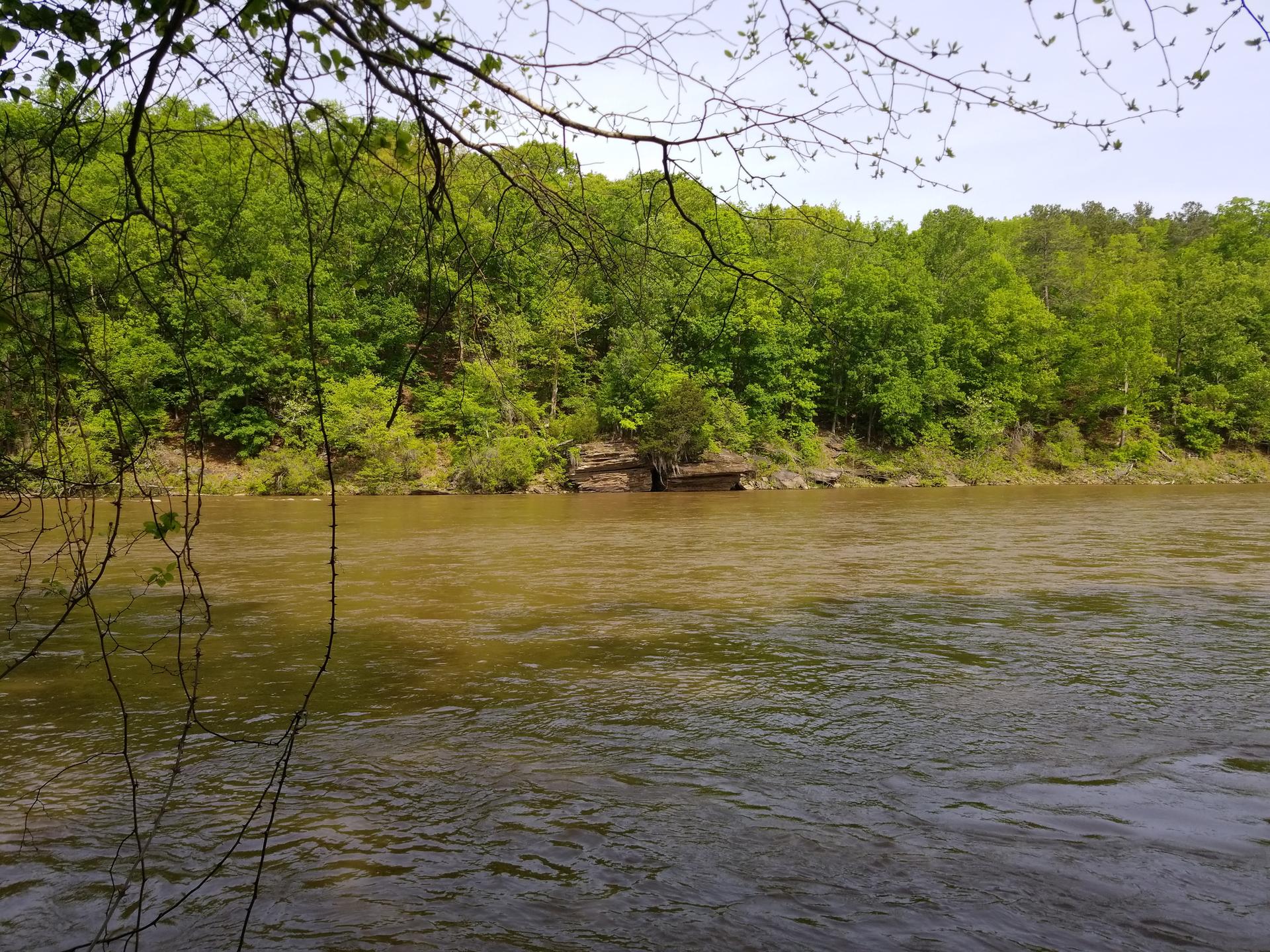 Wide brown river flowing past a dense green forest under bright daylight.