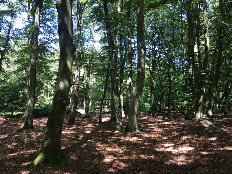 Radweg durch Darßer Urwald Born am Darß, Vorpommern