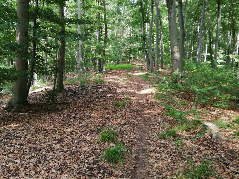 singletrails niedersachsen