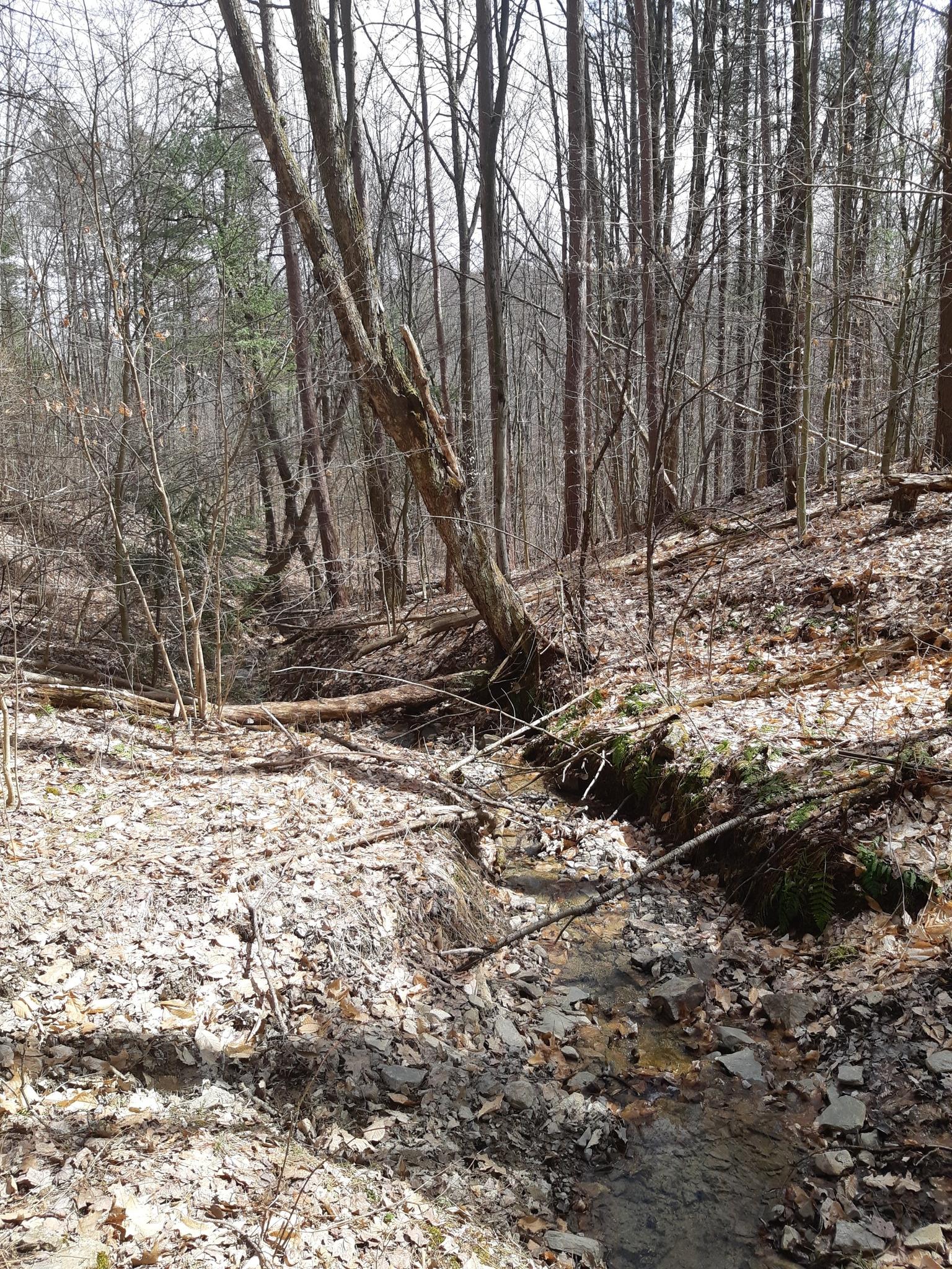 A small stream flows through a bare forest with fallen leaves and trees.