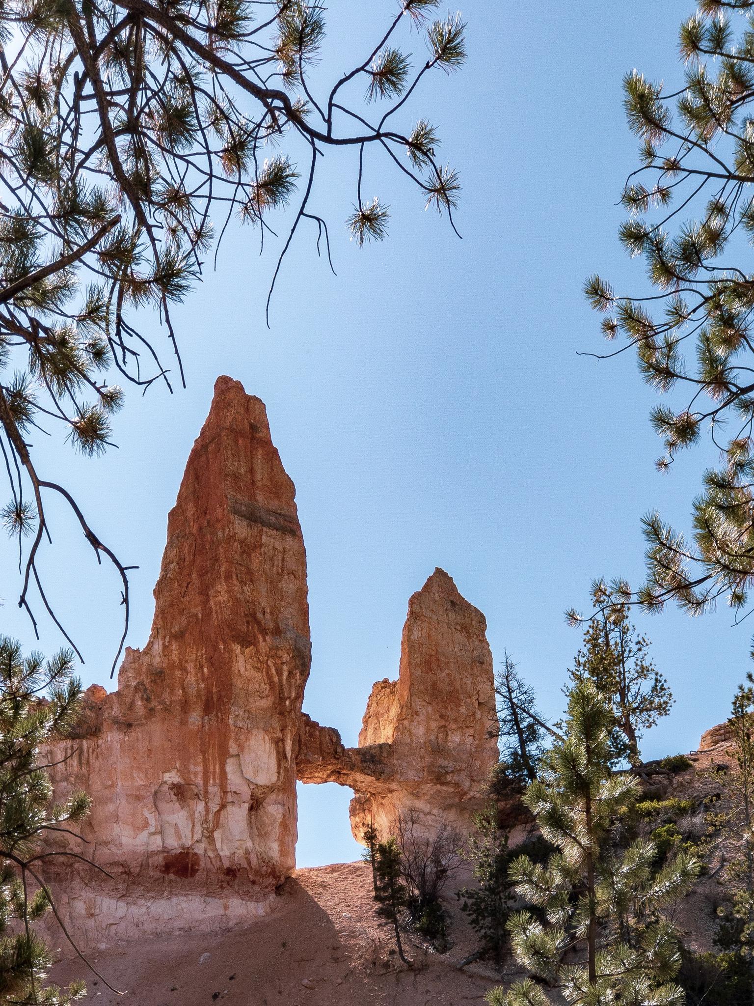 A natural rock arch formation framed by pine branches against a blue sky.