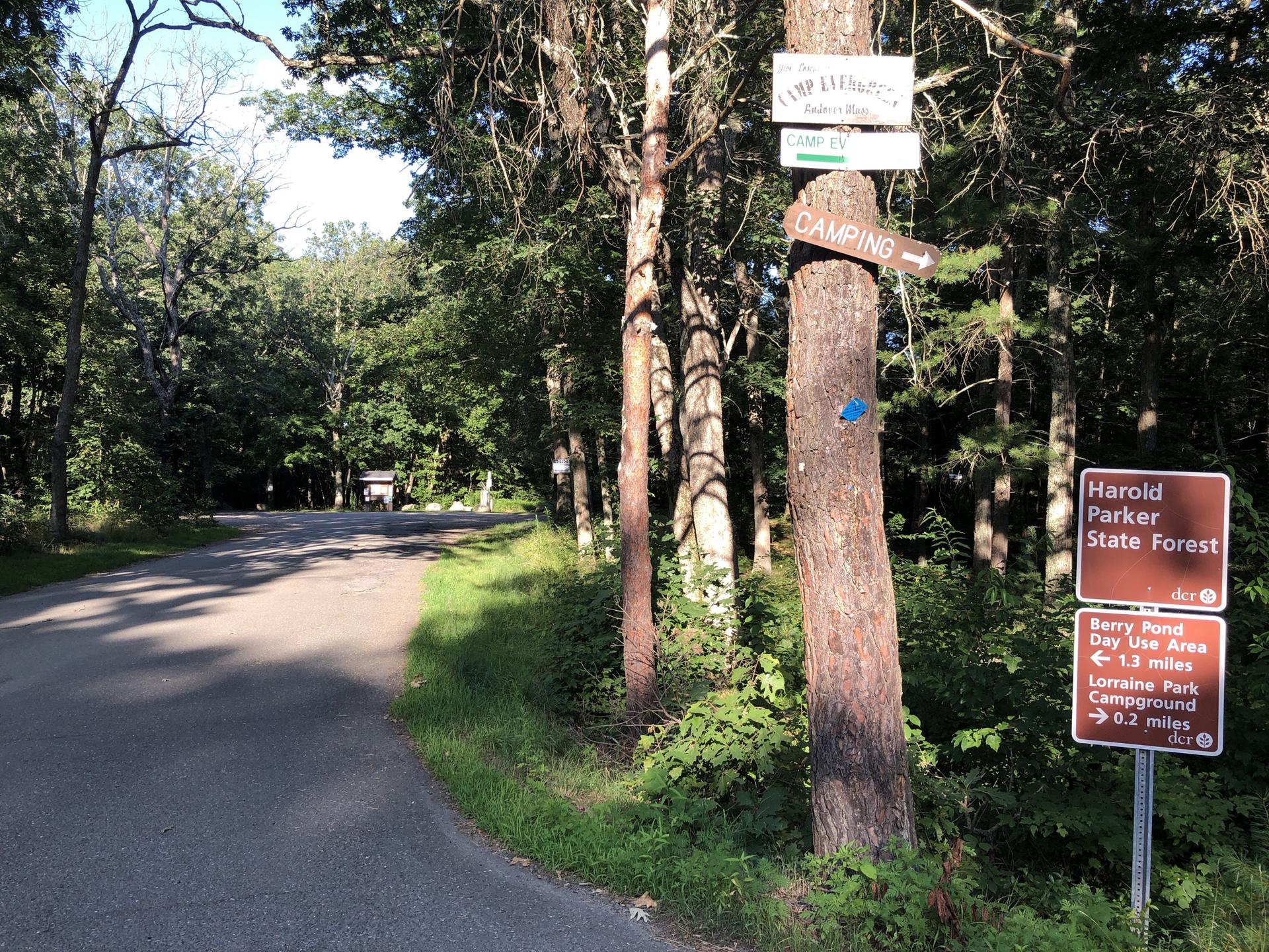 A paved road winds through a sunlit forest with numerous brown and white signs.