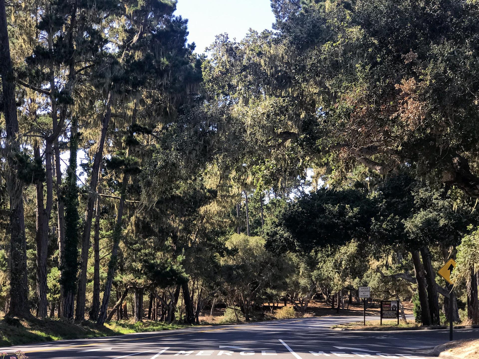 Sunny road winding through a dense forest with tall, moss-draped trees.
