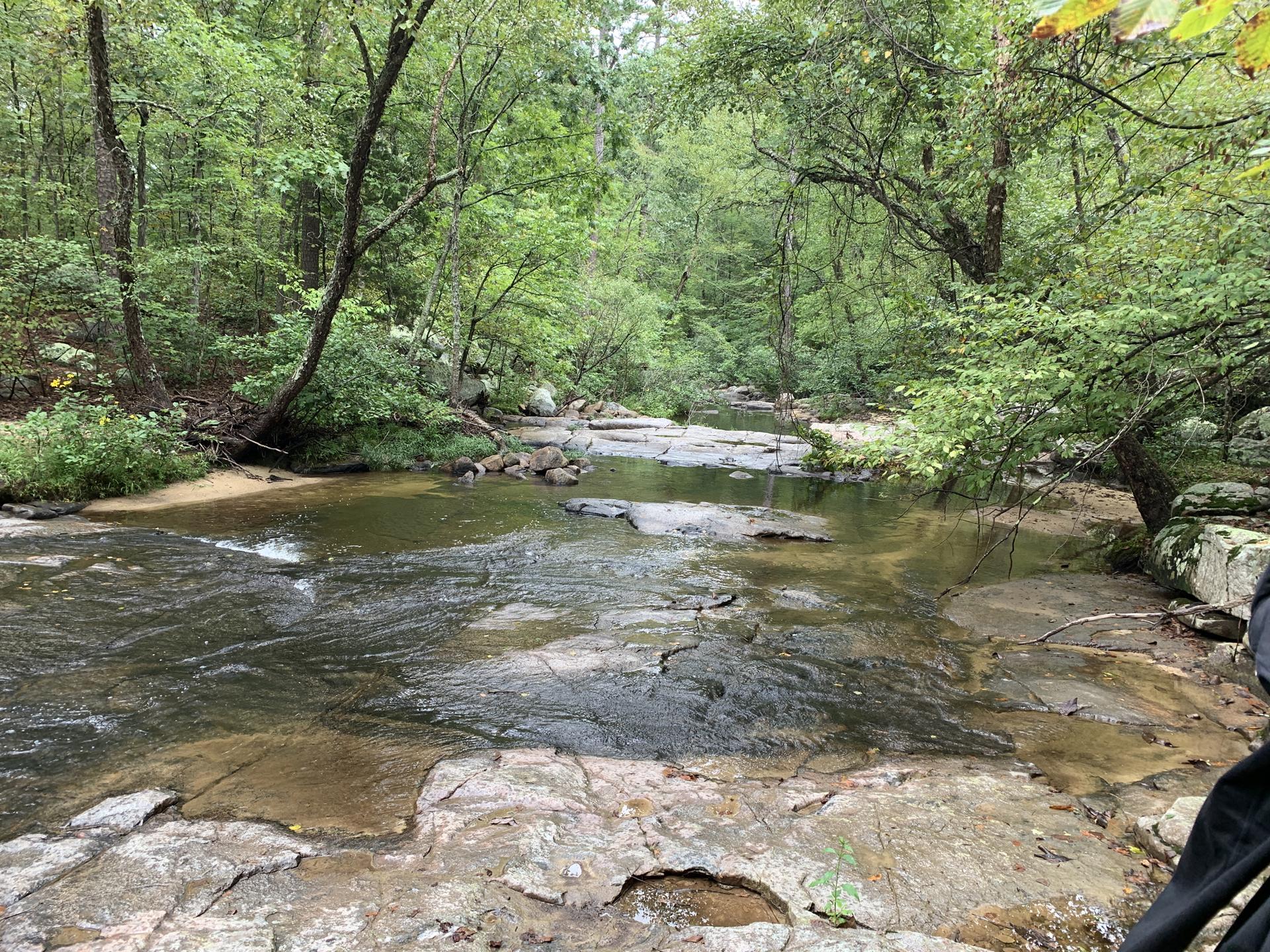 A calm stream flows over rocky beds through a lush green forest.