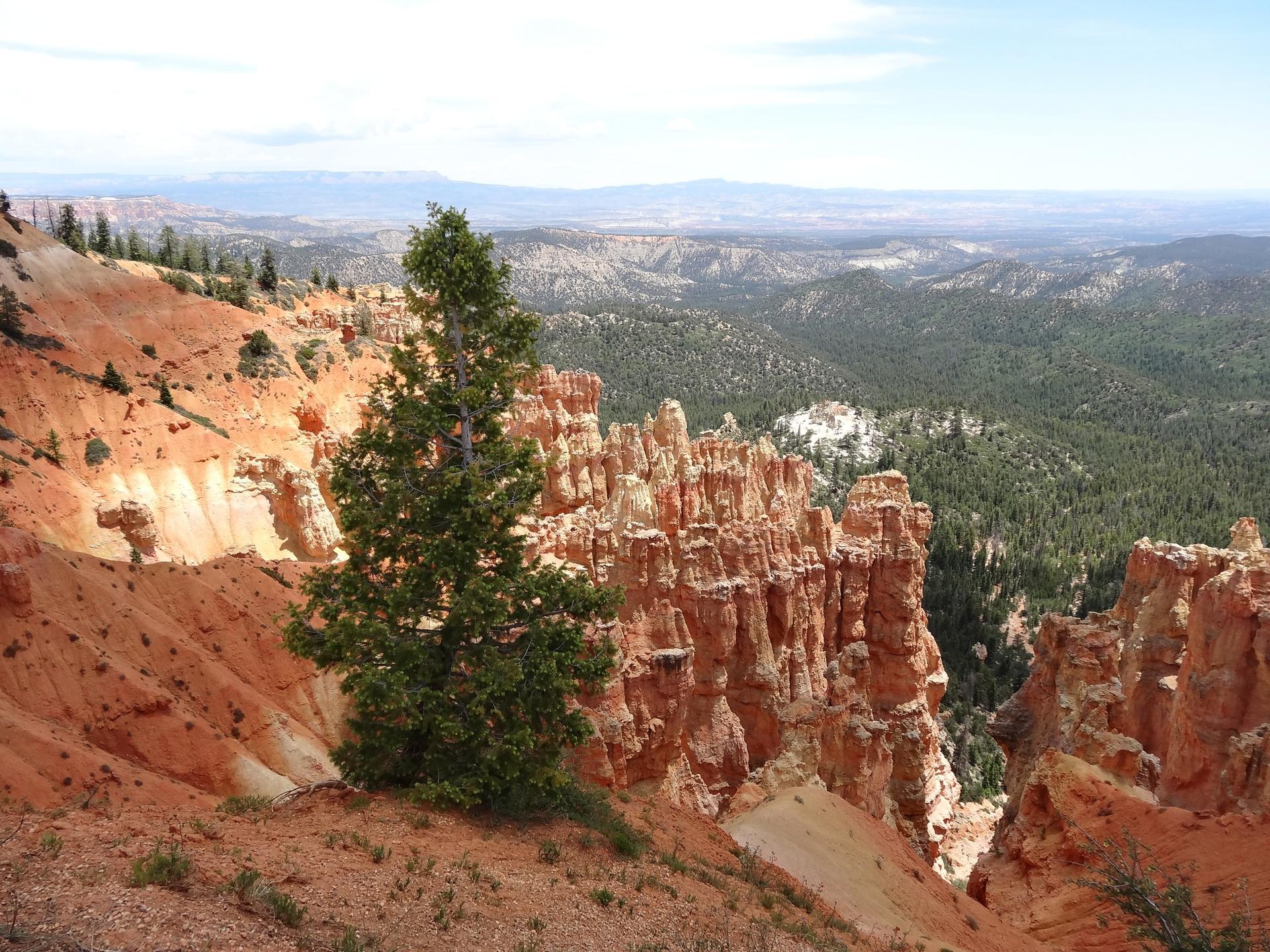Lone pine tree overlooking a canyon filled with red rock formations.