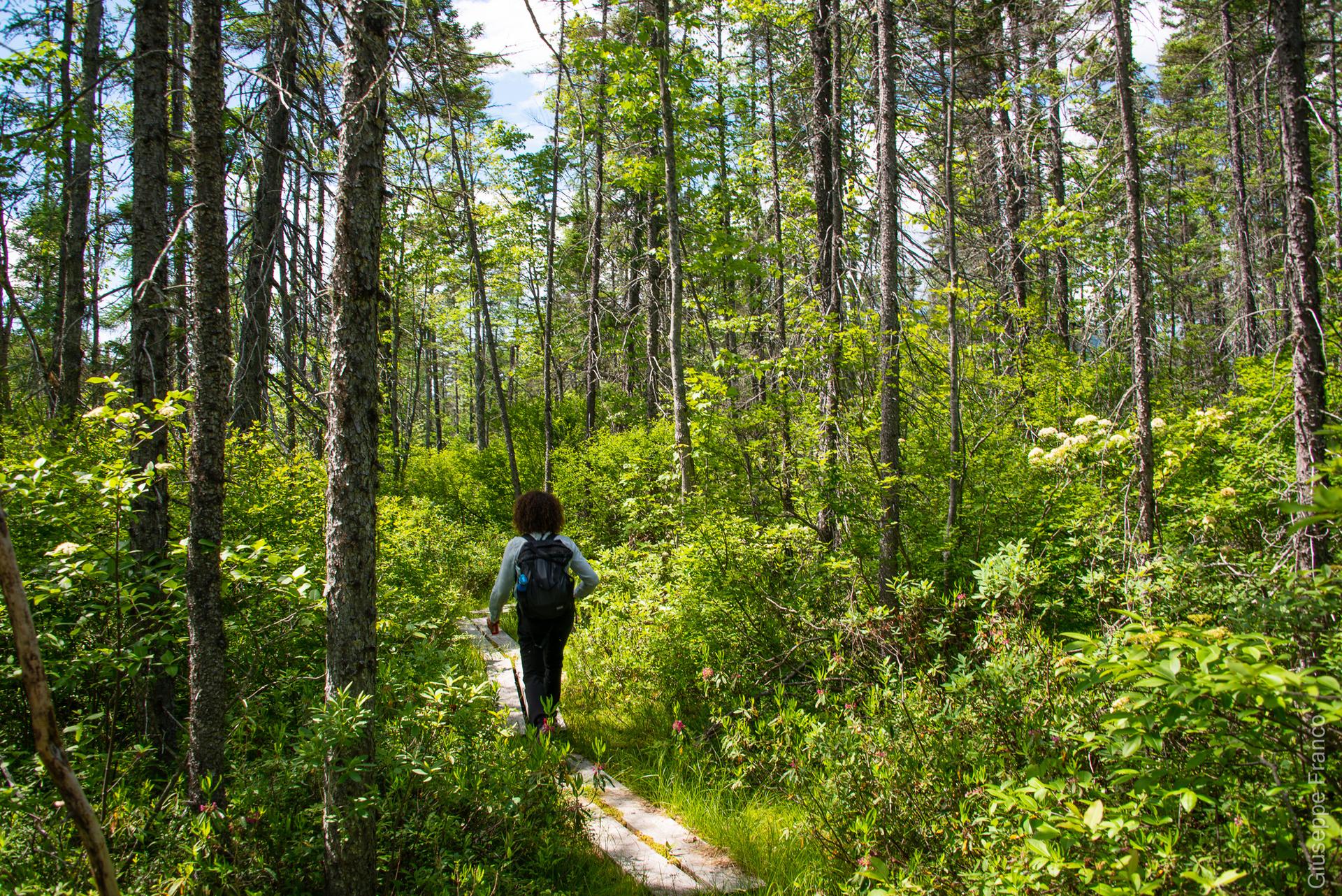 Person with backpack walks on a boardwalk through a sunlit, dense green forest.