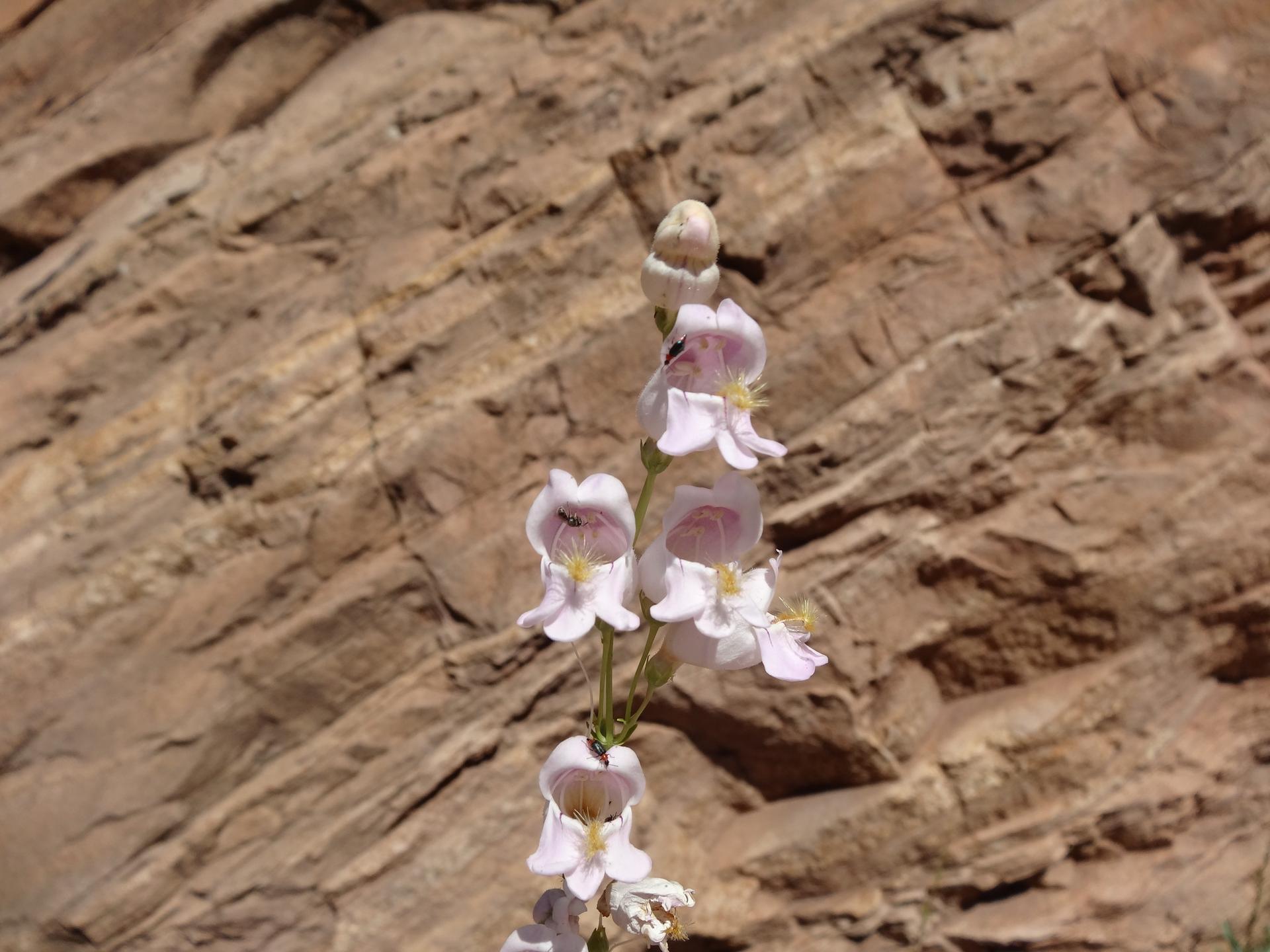 Delicate light pink bell-shaped flowers bloom against a textured brown rock wall.