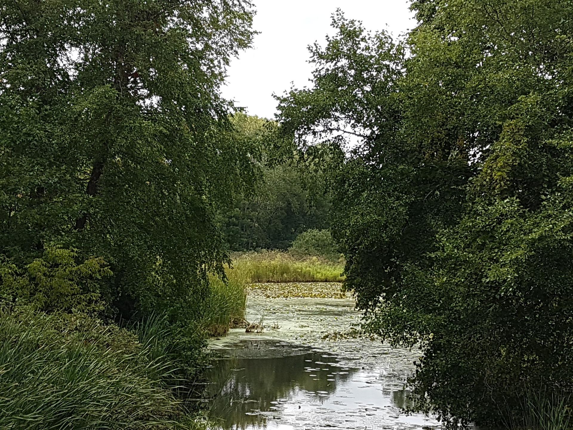 Narrow waterway framed by lush green trees, with lily pads on water.