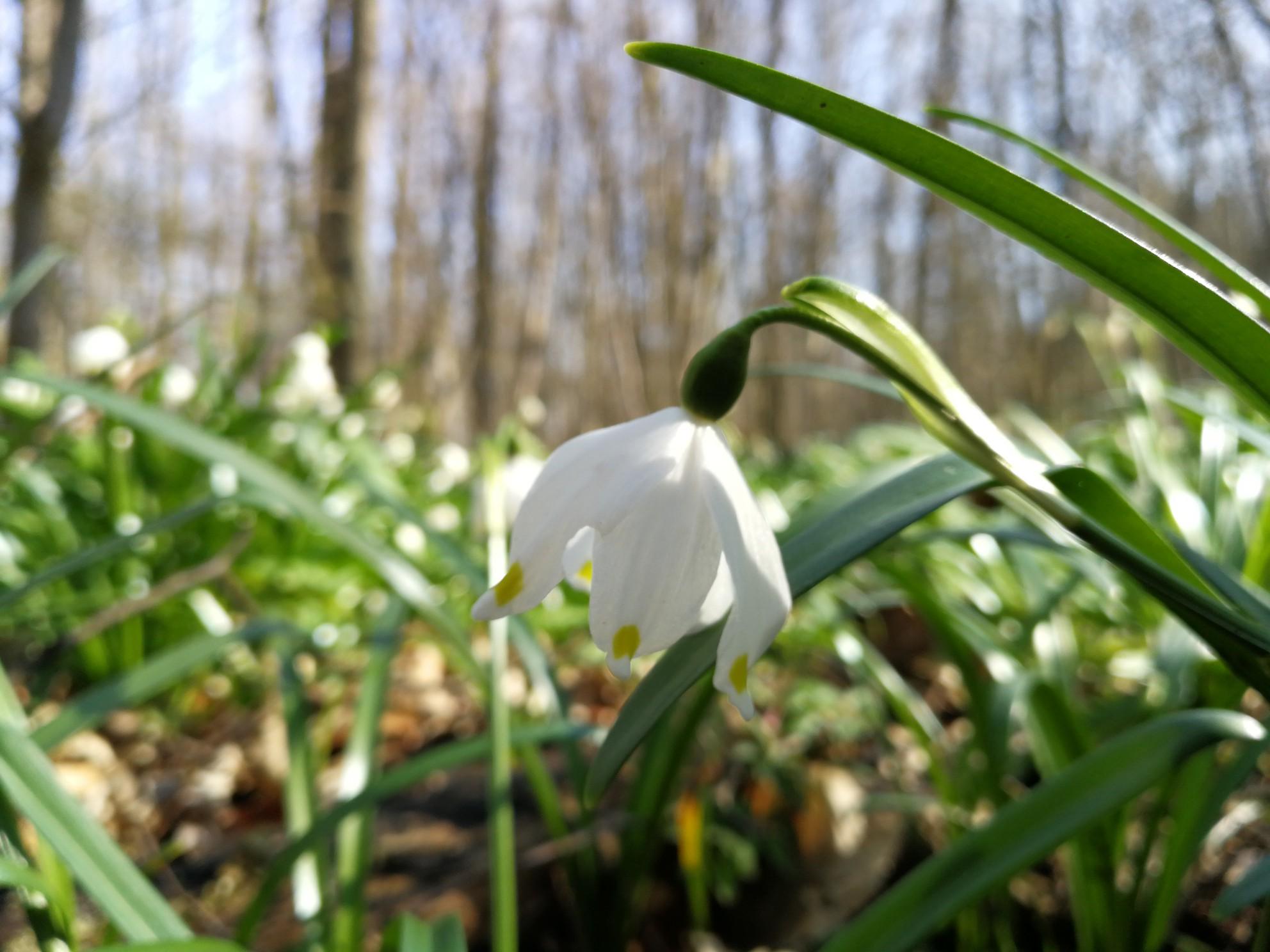 Mrzenbecher Bei Hombergohm Gartenvielfalt