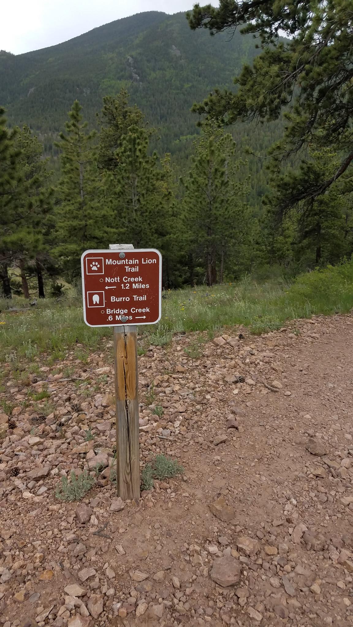 A trail sign on a dirt path surrounded by pine trees and a mountain.