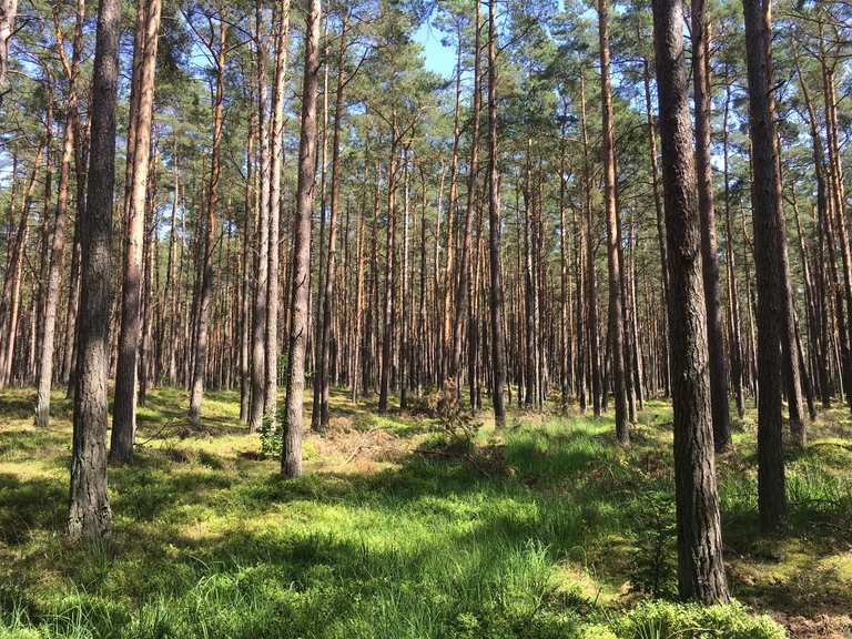 Radweg durch Darßer Urwald Born am Darß, Vorpommern