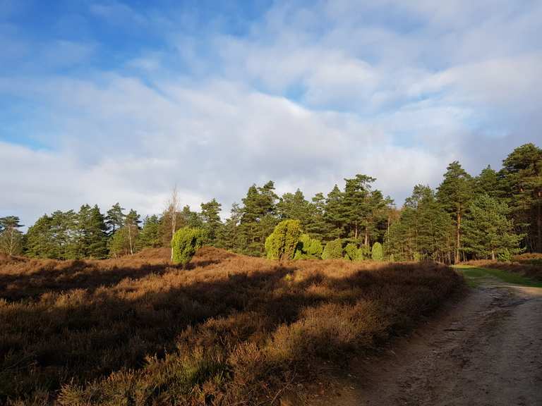 Lohheide Hügelgräberfeld Wanderungen und Rundwege komoot