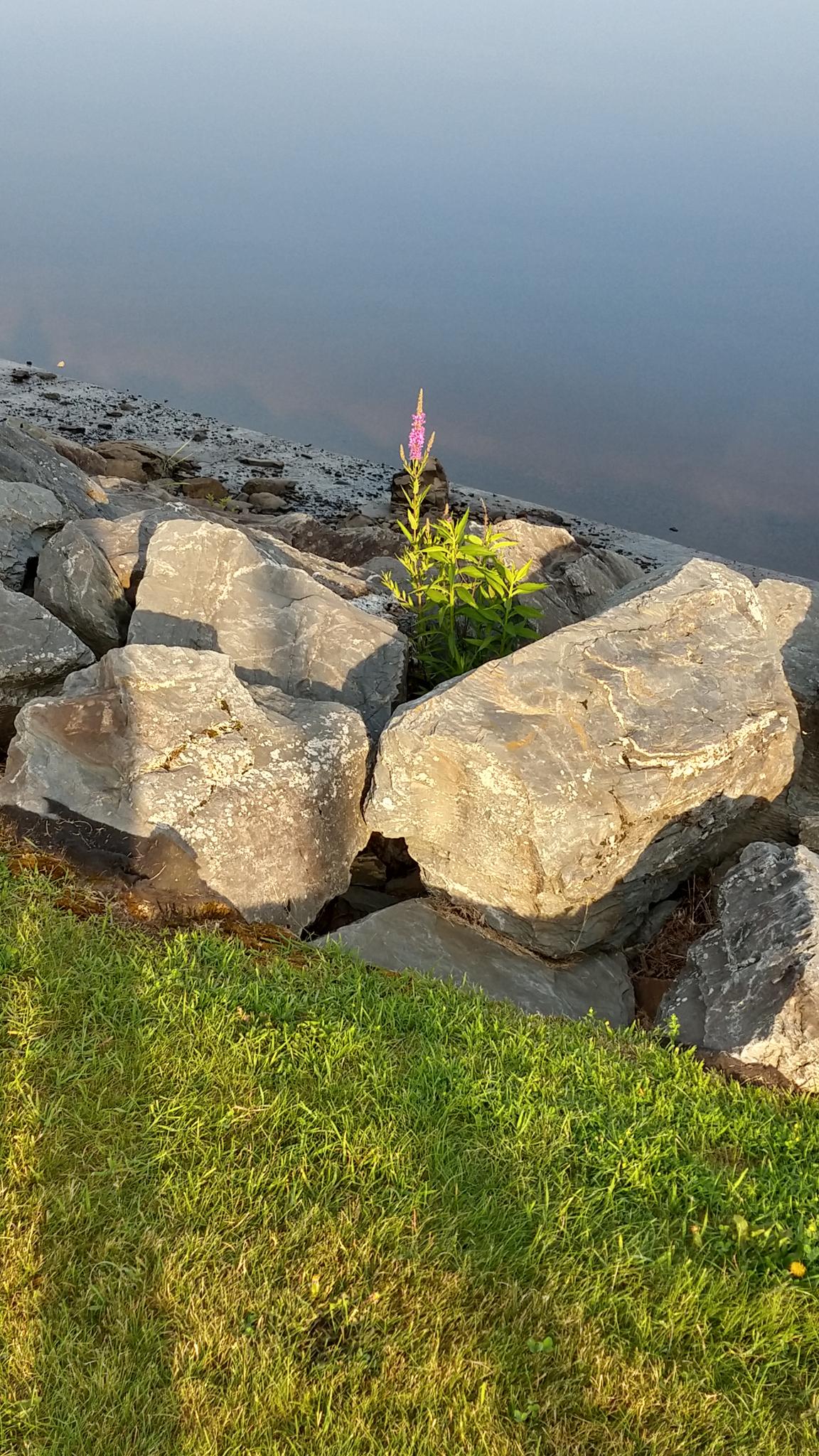 A purple flower grows between large rocks on a grassy bank by water.