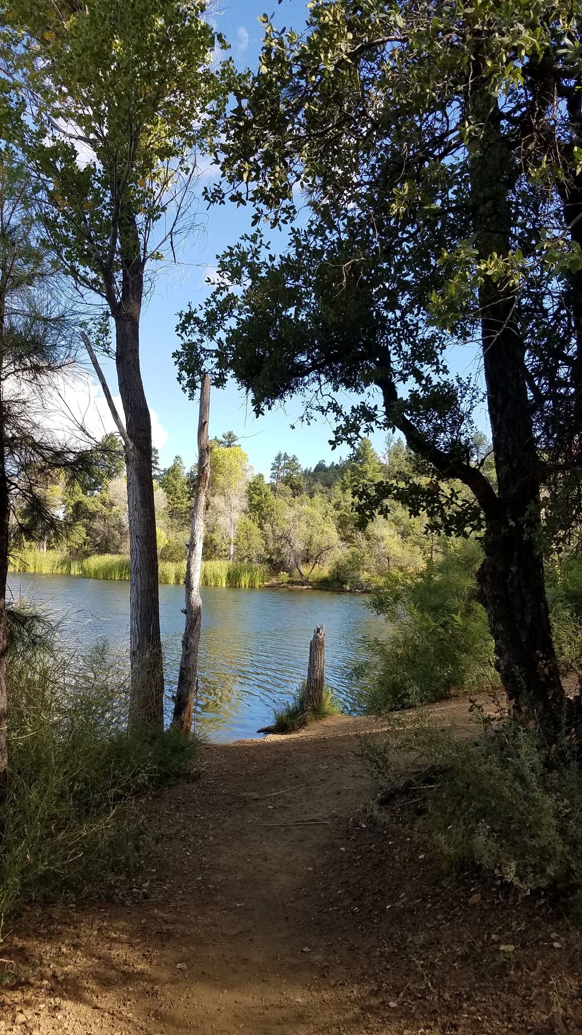 Dirt path leading to a calm lake, framed by tall trees, sunny. - Lynx Recreation Trail #311