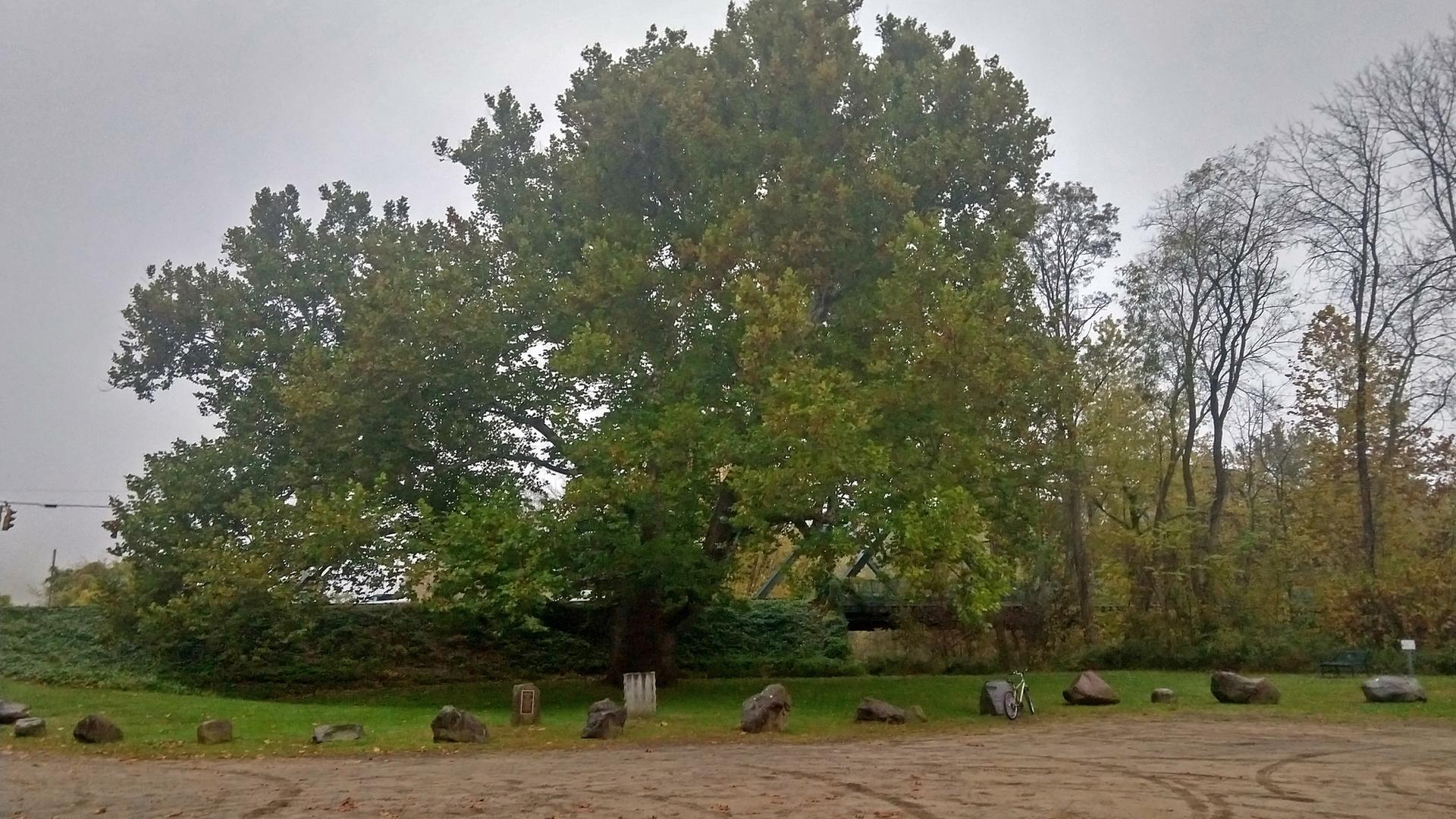 Large, leafy tree surrounded by rocks under an overcast sky.