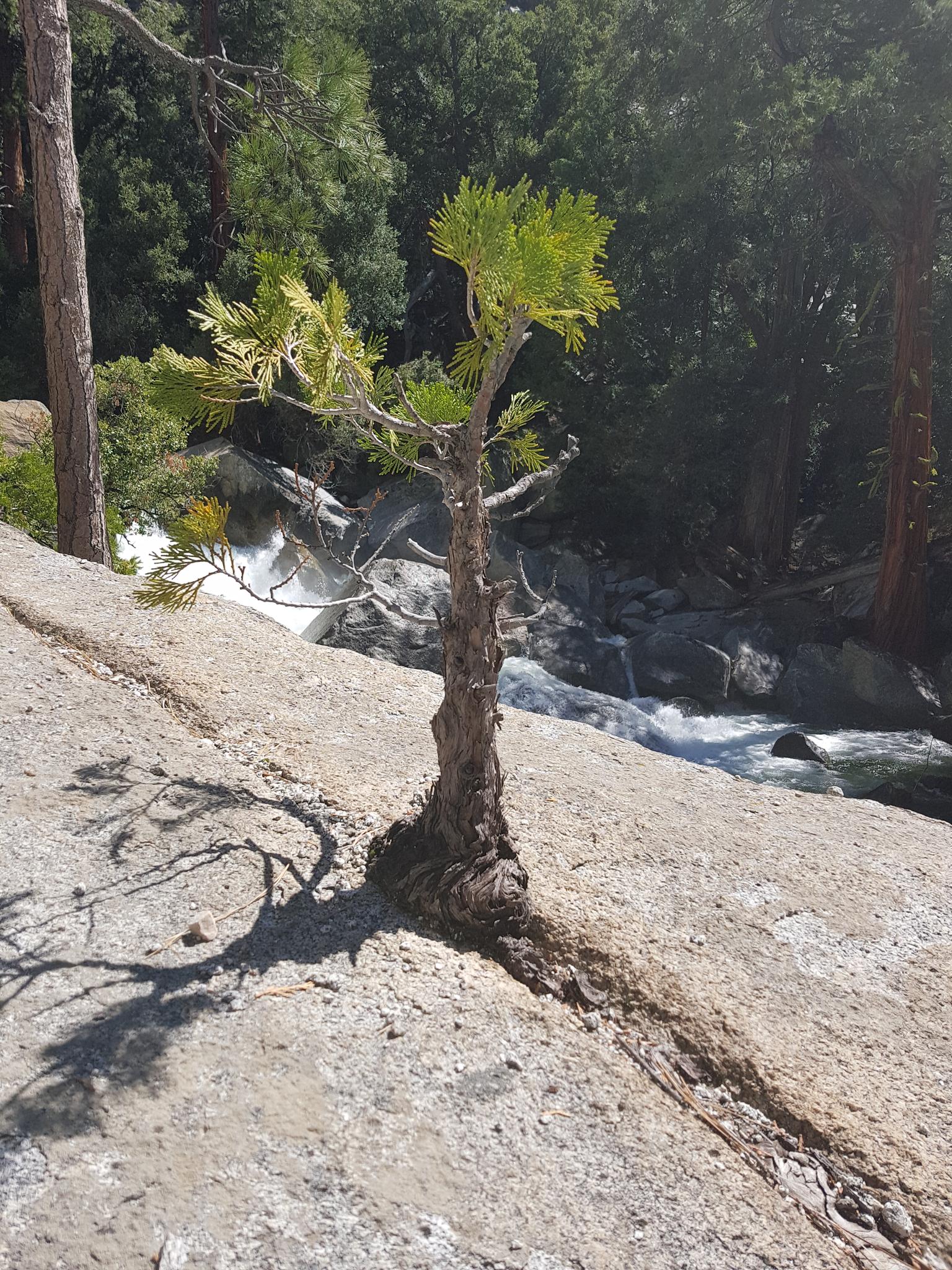 A small, resilient tree grows from a rock next to a river.