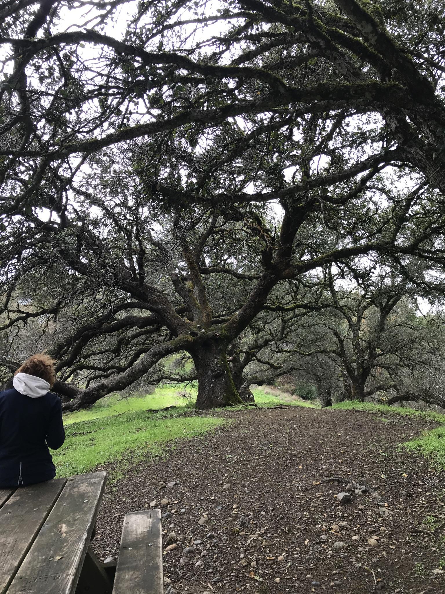 Person rests on a bench under large, gnarled trees on an overcast day.