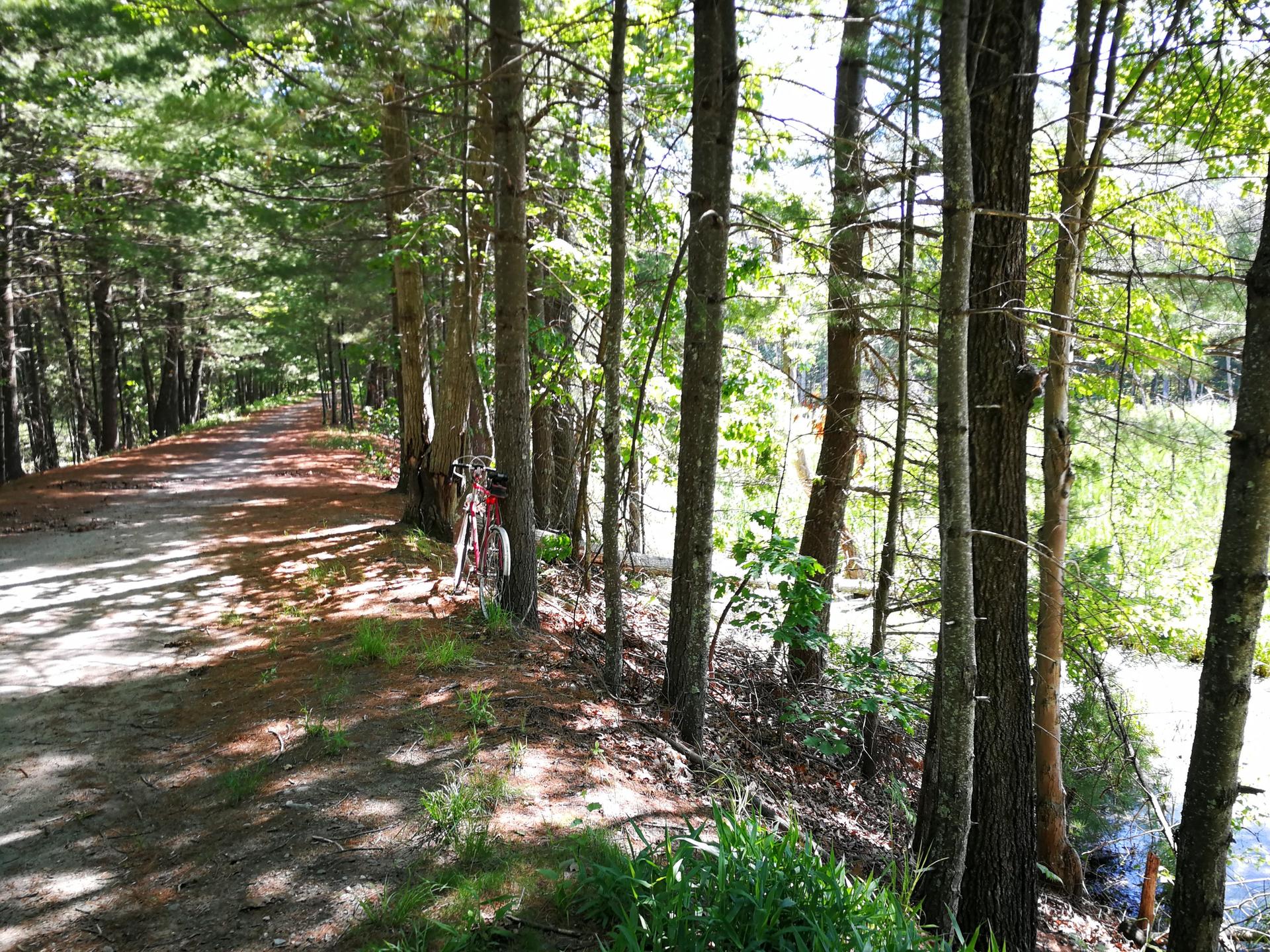 Dappled sunlight on a dirt path through a forest, with a bicycle leaning on a tree.